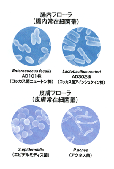 通過 菌 叢 と は